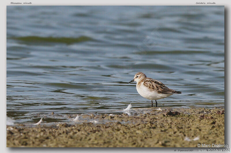 Bécasseau minute, identification