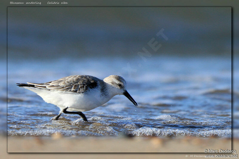 Sanderling, identification