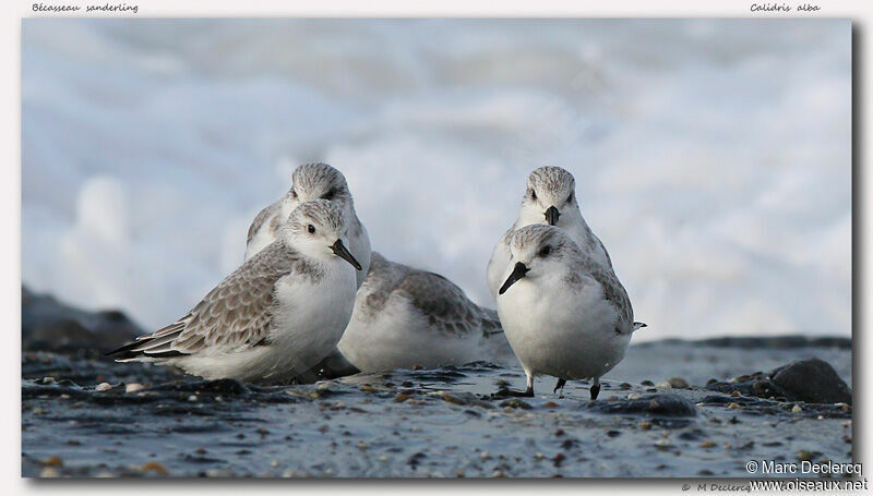 Bécasseau sanderling, identification