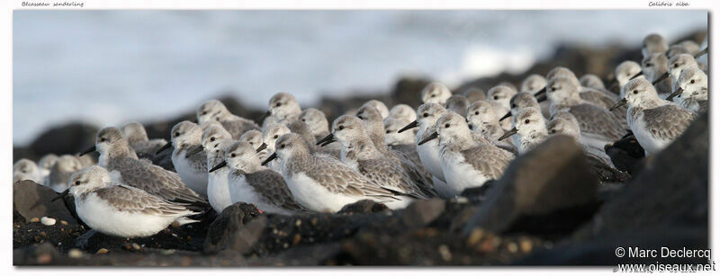 Sanderling, identification, Behaviour