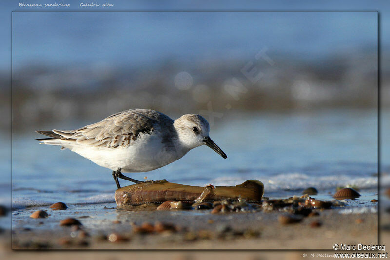 Bécasseau sanderling, identification