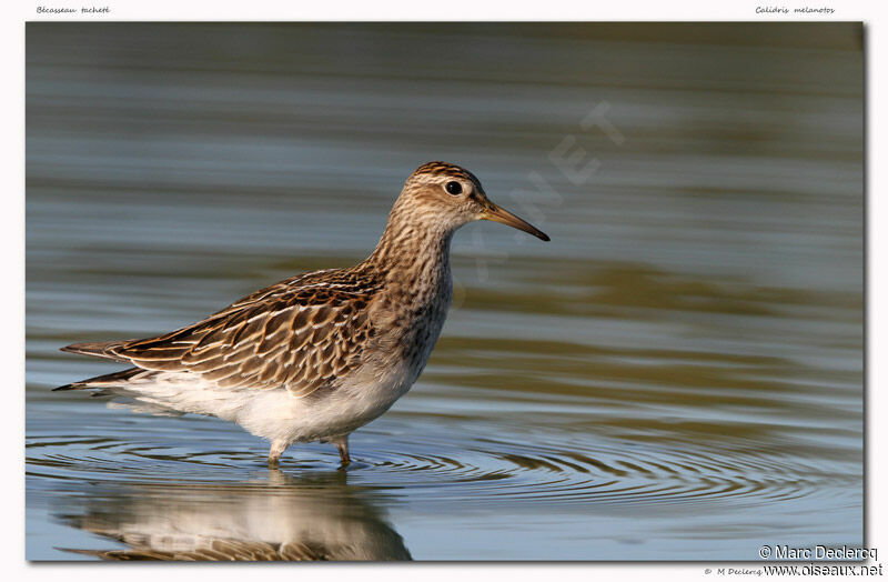 Bécasseau tacheté, identification