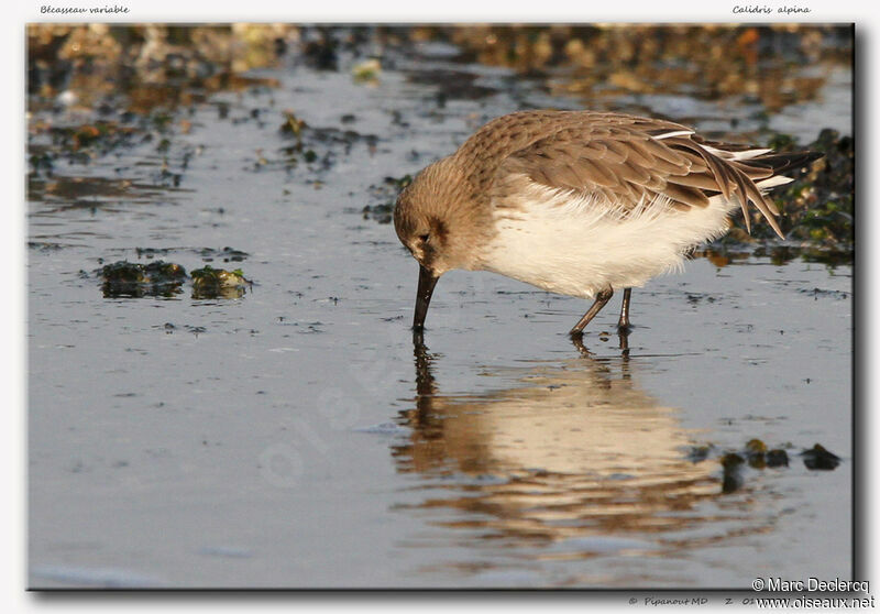 Dunlin