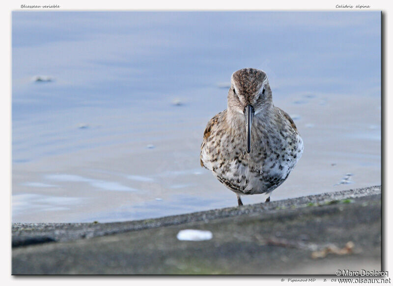 Dunlin