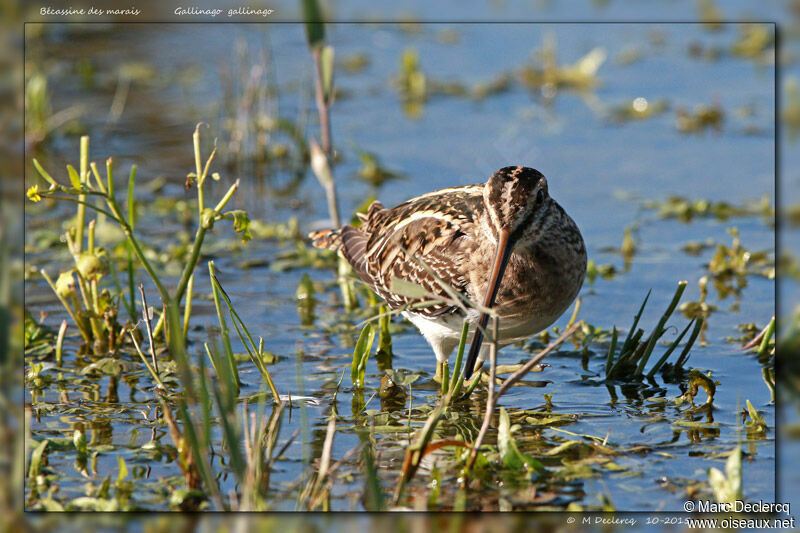 Common Snipe, identification