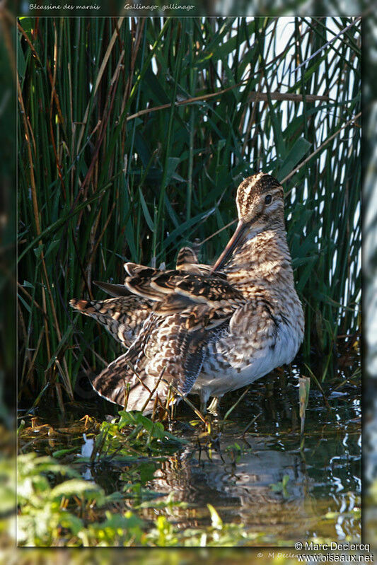 Bécassine des marais, identification