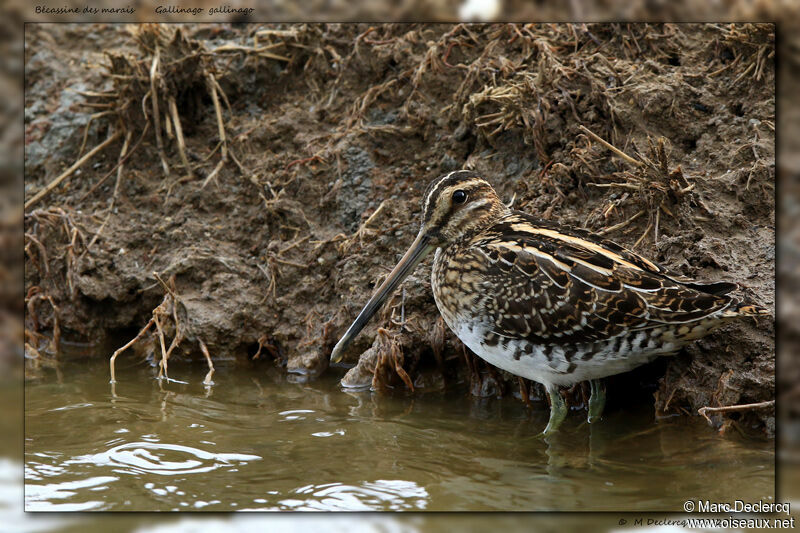 Bécassine des marais, identification