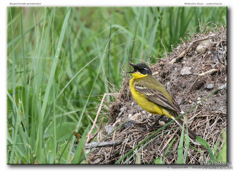 Bergeronnette des Balkans mâle adulte, identification, chant