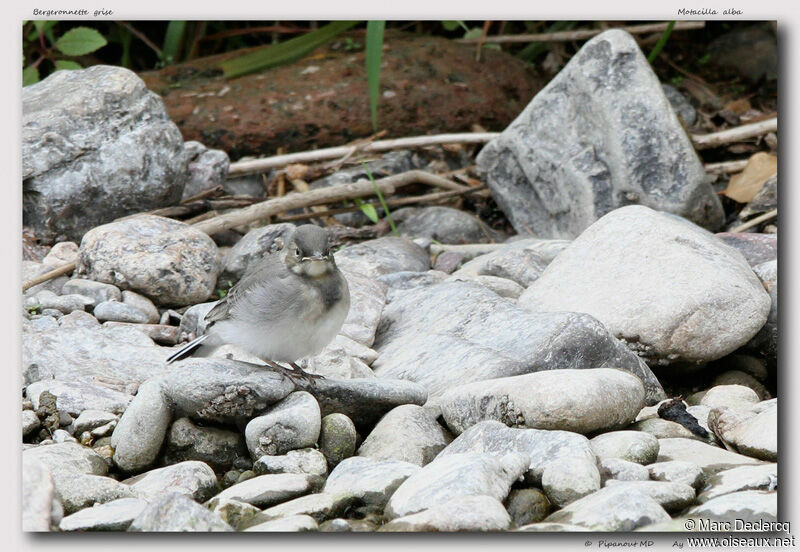 Bergeronnette grisejuvénile, identification