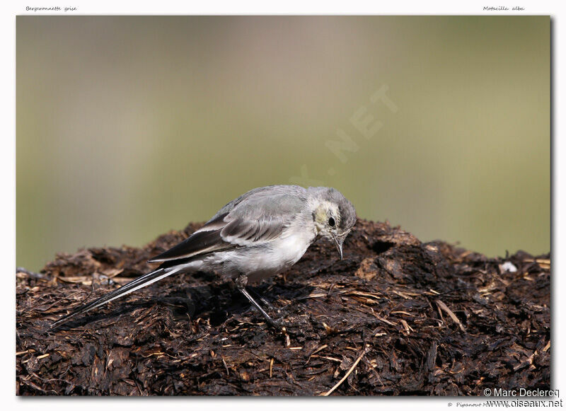 White Wagtail, identification, Behaviour