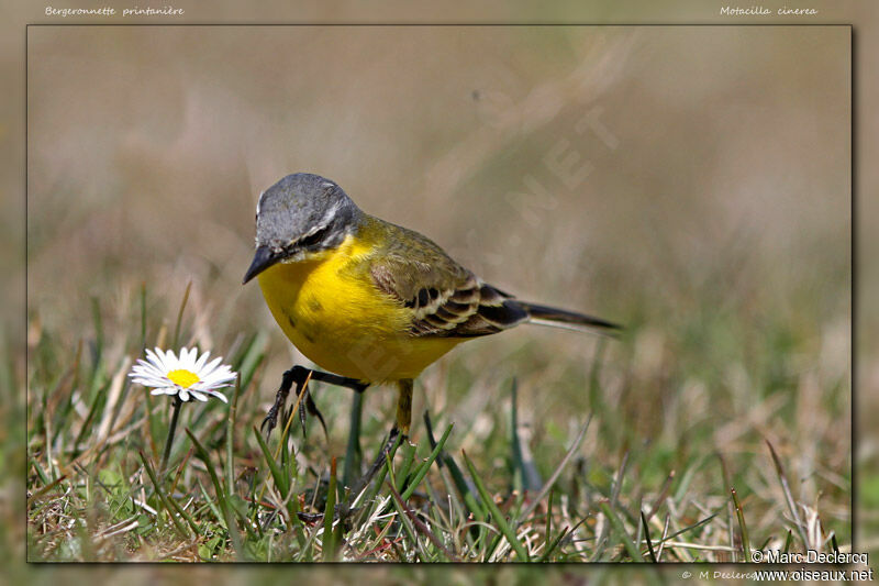 Western Yellow Wagtail, identification