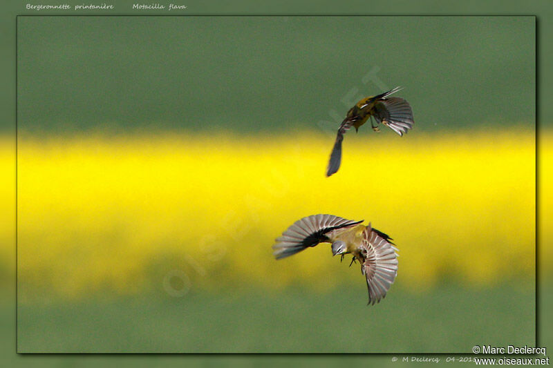 Bergeronnette printanière, identification, Comportement