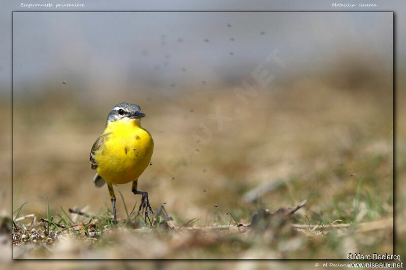 Western Yellow Wagtail