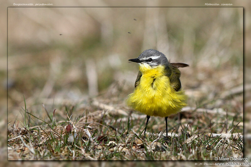 Western Yellow Wagtail, identification