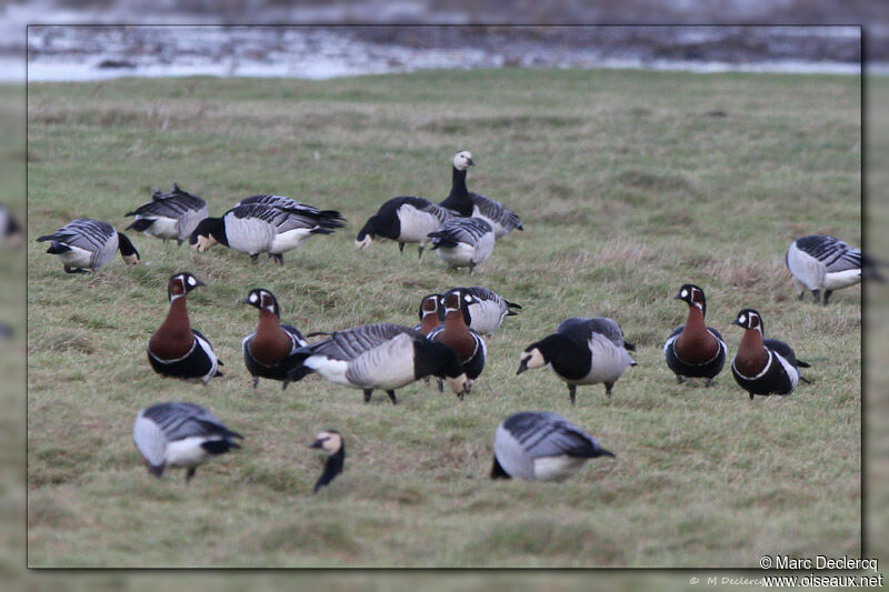 Red-breasted Goose, identification