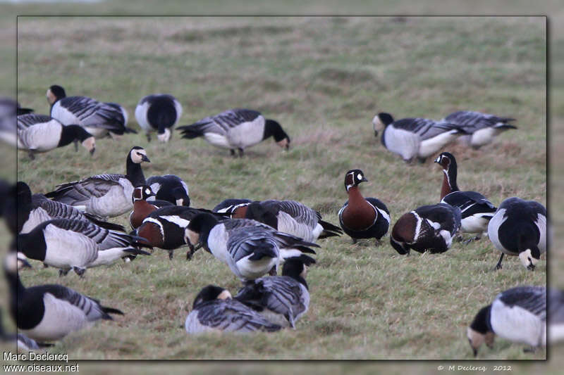 Red-breasted Goose, eats, Behaviour