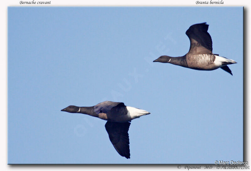 Brant Goose, Flight