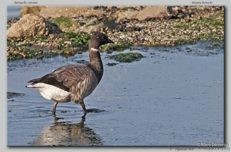 Brant Goose, identification