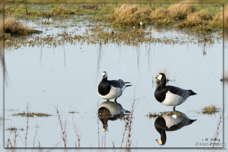 Barnacle Goose