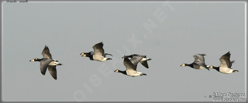 Barnacle Goose