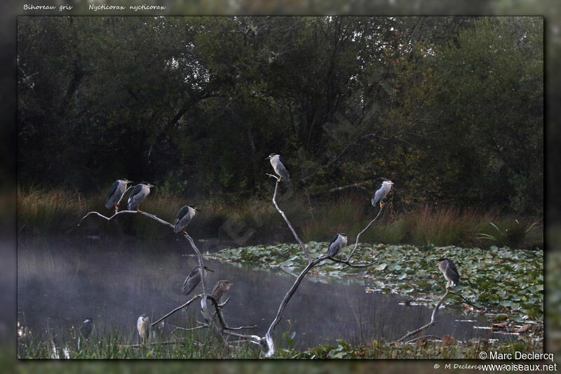 Black-crowned Night Heron