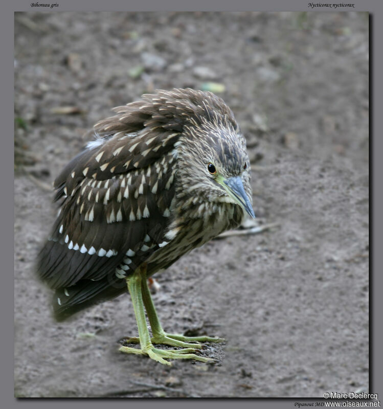 Black-crowned Night Heronjuvenile