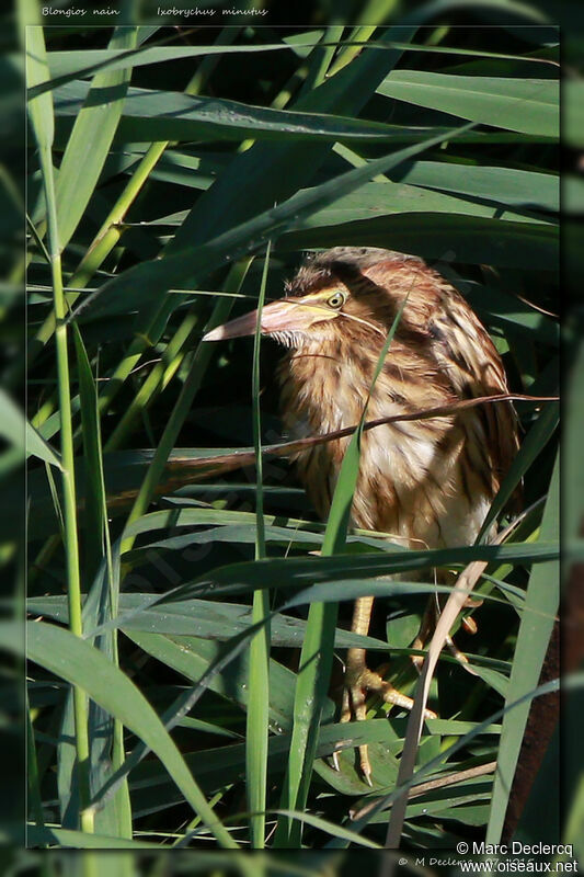 Blongios nainjuvénile, identification