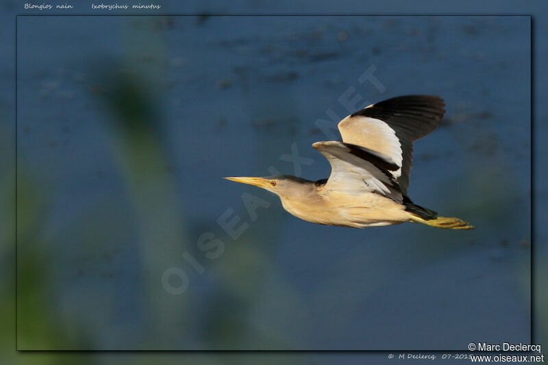 Little Bittern