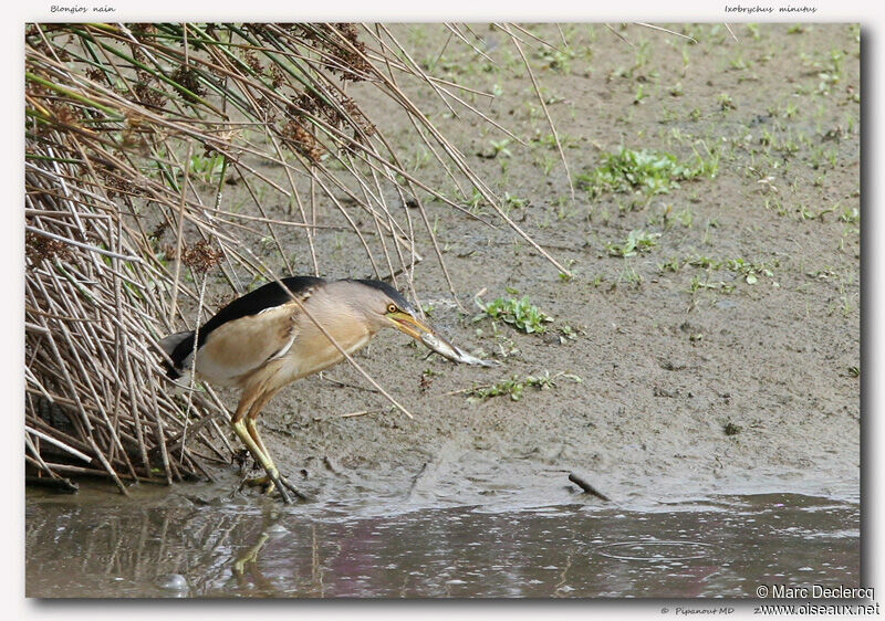 Little Bittern male adult, identification, feeding habits