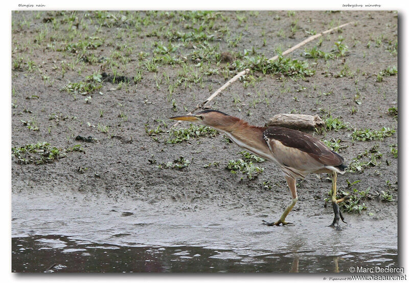 Little Bittern female adult, identification