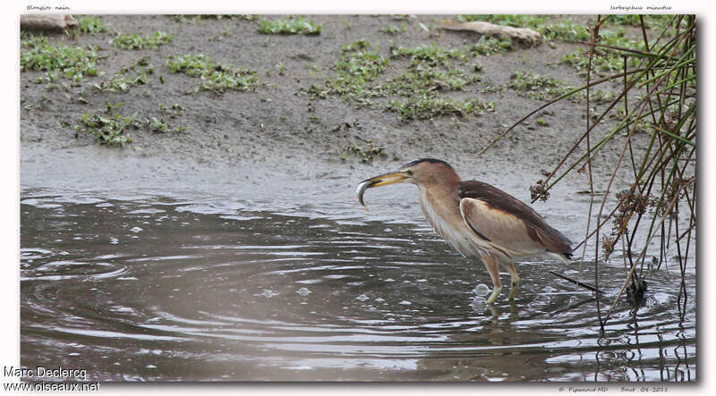 Little Bittern female adult, feeding habits