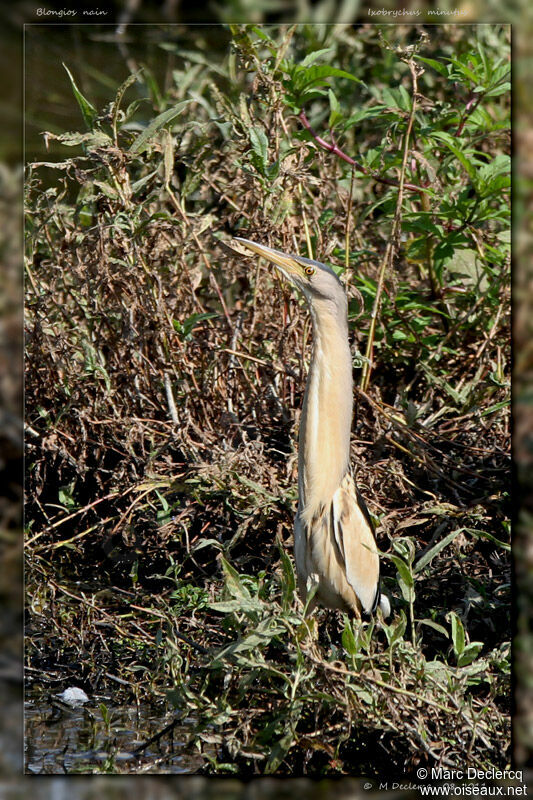 Blongios nain mâle adulte, identification