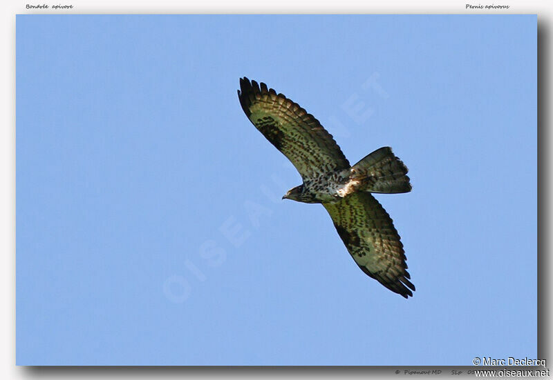 European Honey Buzzard, Flight