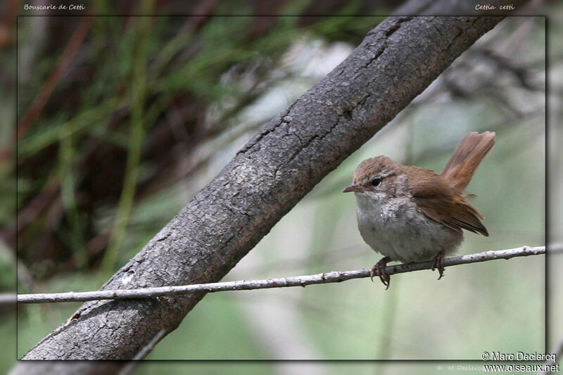 Cetti's Warbler, identification