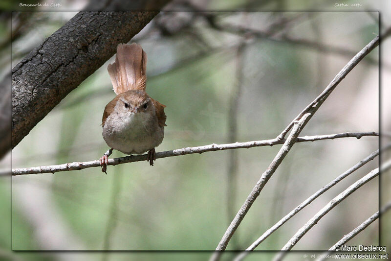 Cetti's Warbler, identification