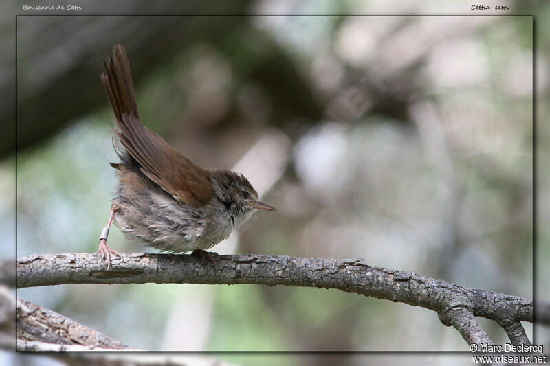 Cetti's Warbler, identification