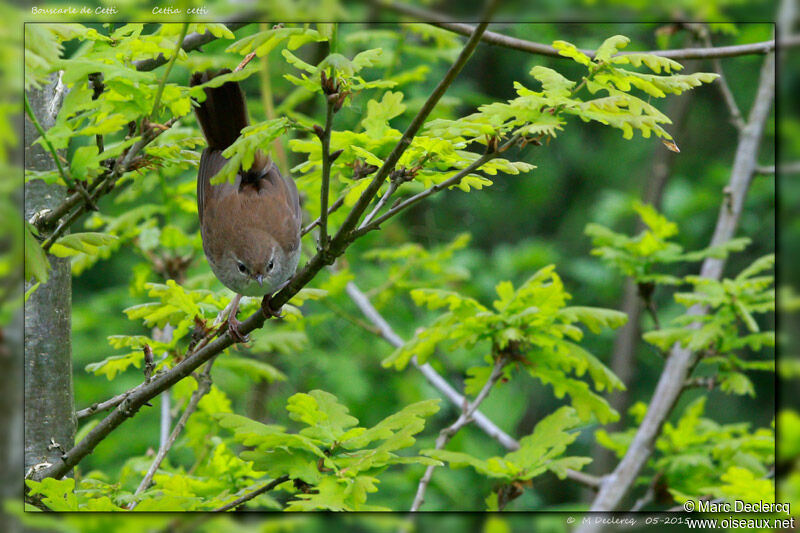 Cetti's Warbler, identification