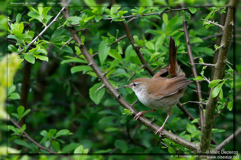 Bouscarle de Cetti, identification