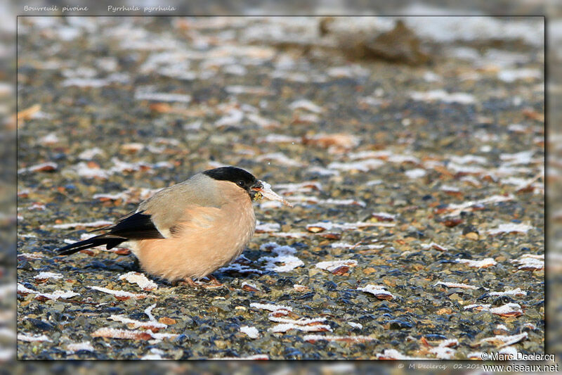 Eurasian Bullfinch female, identification