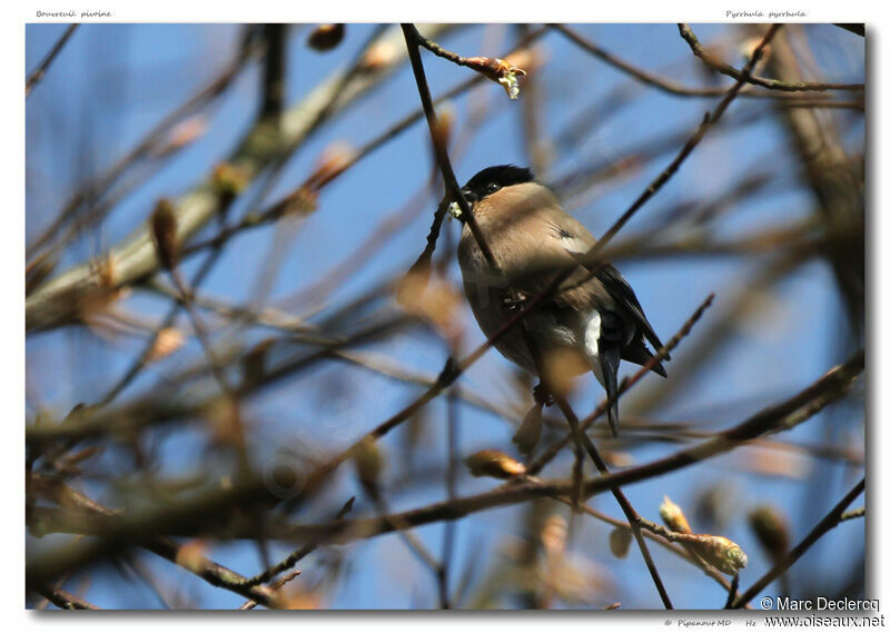 Eurasian Bullfinch female, identification, feeding habits