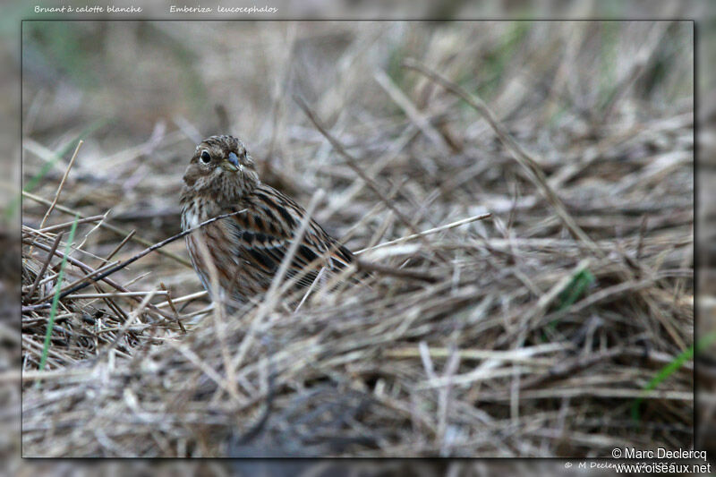 Bruant à calotte blanche, identification