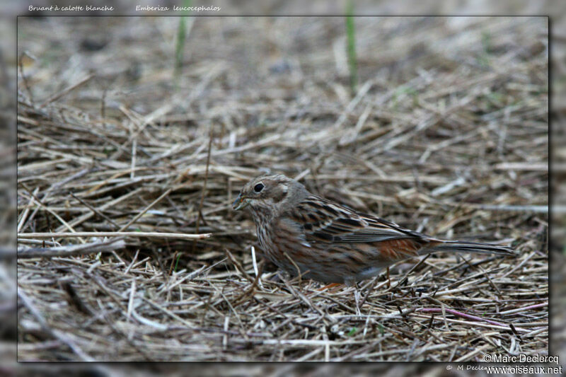 Bruant à calotte blanche, identification