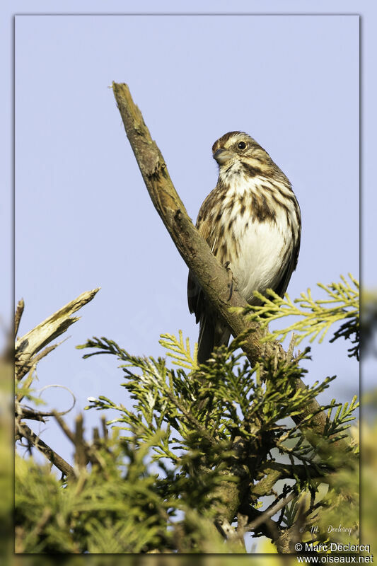 Song Sparrow