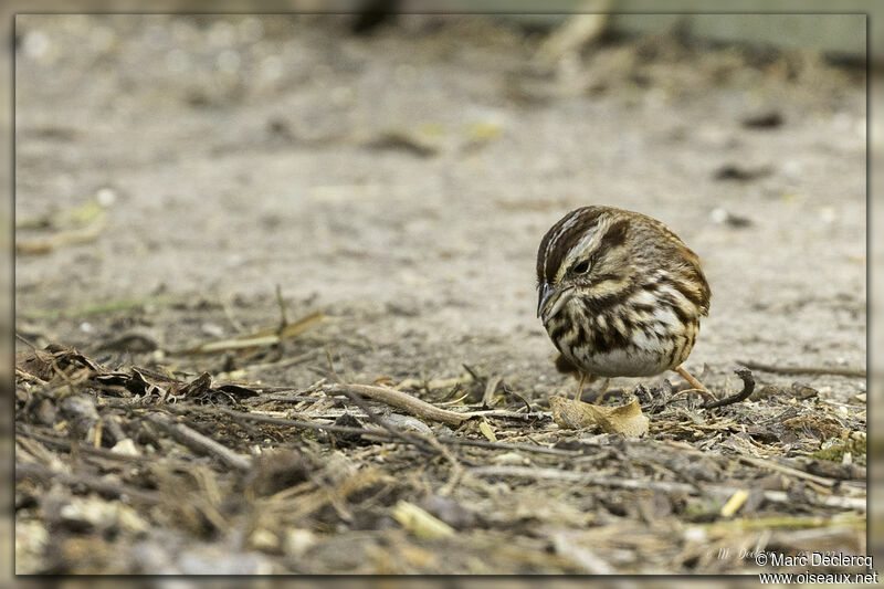 Song Sparrow