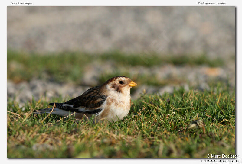 Bruant des neiges, identification