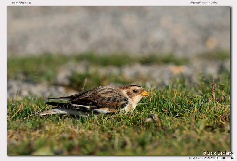 Bruant des neiges, identification