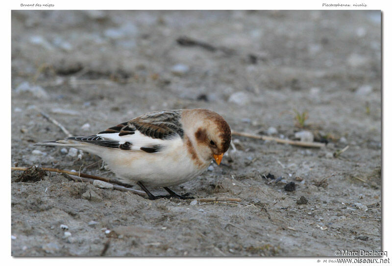 Bruant des neiges, identification