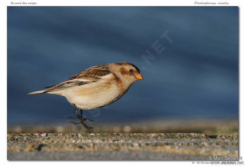 Bruant des neiges, identification