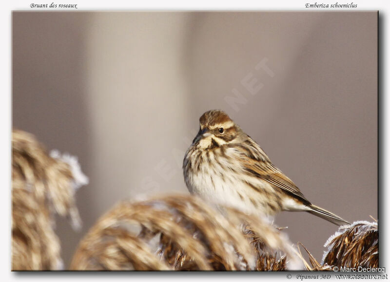 Bruant des roseaux