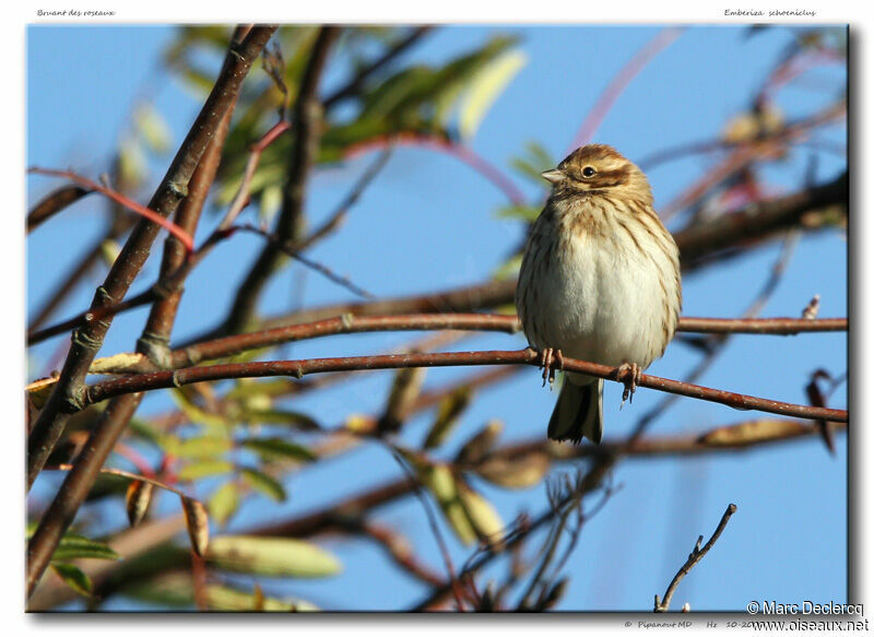 Common Reed Bunting, identification